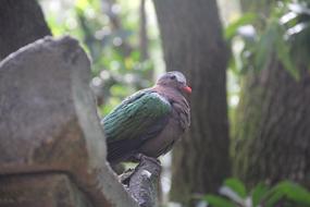 bird with a green wing sits on the rocks