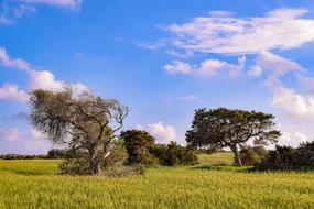 Nature Field Landscape