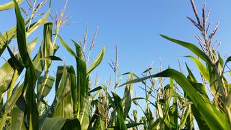 Cornfield Monoculture Landscape