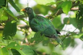 Fruit Dove Bird Nature