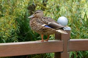 Ducks Bird Nature