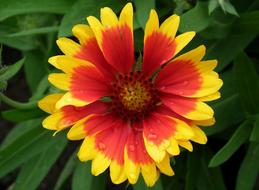colorful flower in the foliage