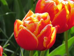 Tulip Flower Nature