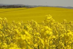 Field Agriculture Landscape