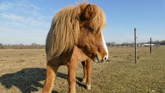 little horse in the field