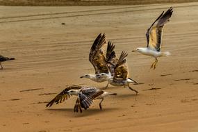 Bird Fauna Nature