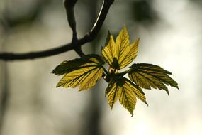 leaves on a branch view