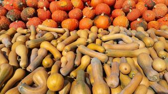 ripe pumpkin sale