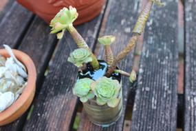sprout in a pot