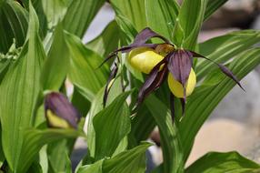 Leaf Nature Plant