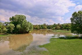 Tree Nature Waters