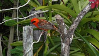 Bird Nature Animal World
