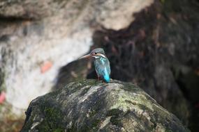 little bird in the rocks
