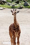 Nature Wildlife Animal Kingdom