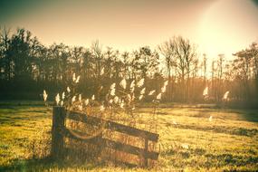 Dawn Nature Sunset