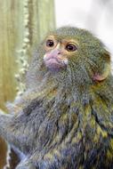 Pygmy Marmoset Wildlife Monkey