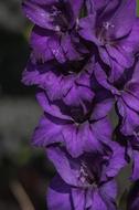 purple flowers background