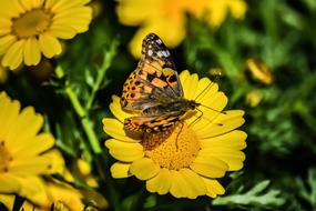 Nature Butterfly Insect