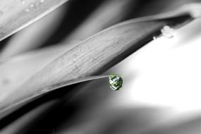 drop of water on the gray grass