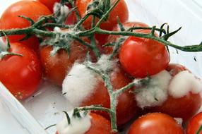 Spoiled red tomatoes