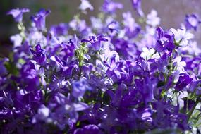 Pretty purple flowers