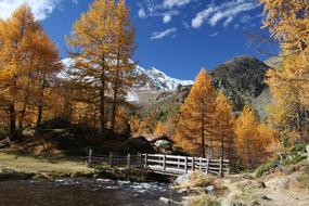 Autumn Wood Nature