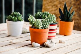 Fat Plants Garden Terrace