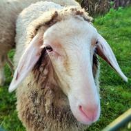 Farm Sheep Mammal