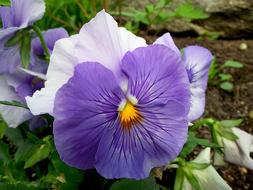 Flower Pansy Colored