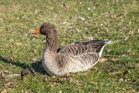 Wild Goose Meadow Nature