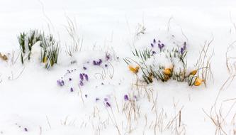 Flowers on snow Background
