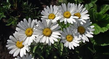 Nature Flower Margaretki