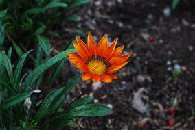 Nature Plant Flower