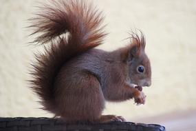 Mammal Squirrel Cute