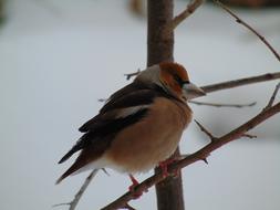 Bird Wild World Nature