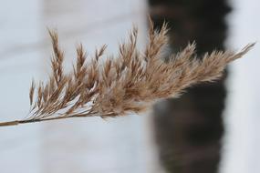 Nature Close-Up