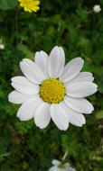 open daisy bud in the grass