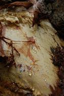 Natural Bark Drop Of Water