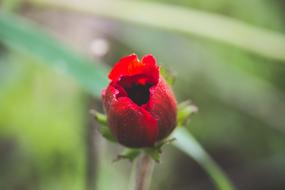 closed red rosebud
