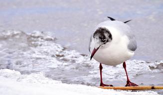 Seagull White Ice