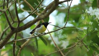 little Bird in Nature Wildlife