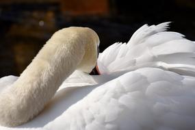 Swan Elegant Noble