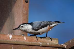 white breasted nuthatch Bird in Wildlife Outdoors