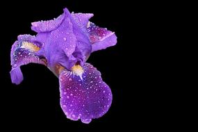 Purple iris in raindrops