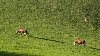 Grass Animal Mammal