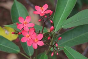 red little flowers in the foliage