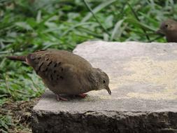 Birds Wild Life Nature
