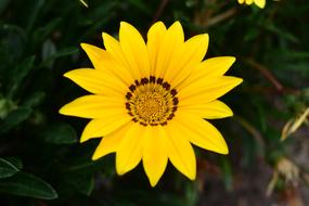 Plant Nature Flower