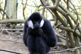 the monkey sits by the branches