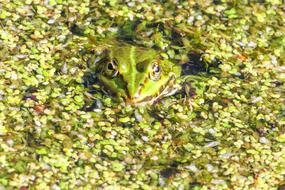 Frog Amphibian Nature